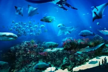 ලොව විශාලතම මාළු ටැංකිය පුපුරා ගිහින් - එහි සිදු වූ සංවේදී පුවත..