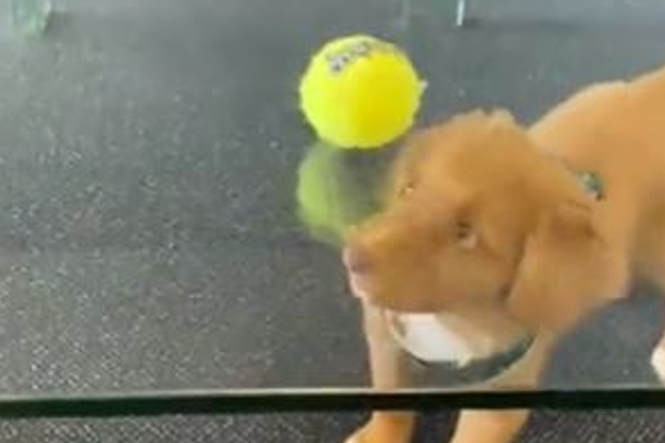 பந்தை கவ்வ திணறும் நாய்க்குட்டி....என்னடா இது இப்படி ஒரு சோதனை! | Viral Video Dog Cute