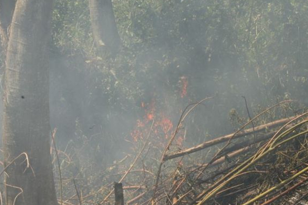 பயங்கர காட்டு தீயால் 112 பேர் பரிதாப பலி | Terrible Forest In South America 112 People Died