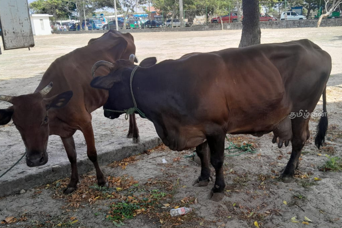 யாழில் இறைச்சியாக்க தயார் நிலையில் இருந்த மாடுகள் மற்றும் மாட்டிறைச்சி என்பன மீட்பு | Cows And Beef Are The Salvation யாழில் இறைச்சியாக்க தயார் நிலையில் இருந்த மாடுகள் மற்றும் மாட்டிறைச்சி என்பன மீட்பு | Cows And Beef Are The Salvation