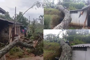 கடும் மழை மற்றும் பலத்த காற்று ; பாரிய மரம் முறிந்து விழுந்து சொத்துக்களுக்கு சேதம்!