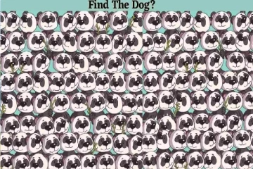 Optical illusion: இந்த பண்டாக்களுக்கு மத்தியில் குட்டி நாயை கண்டுபிடிக்க முடியுமா?
