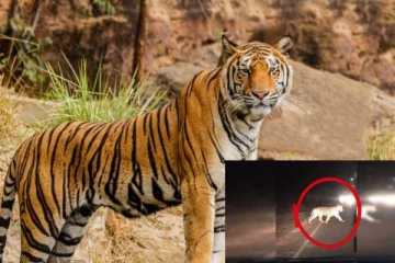 கதிர்காமம் வீதியில் புலிகளின் நடமாட்டம் அதிகரிப்பு: பயணிப்போருக்கு எச்சரிக்கை