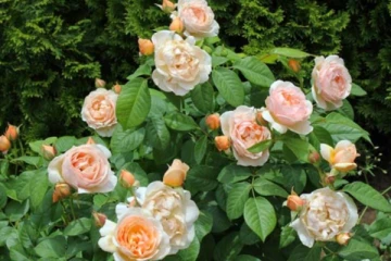 ஒரே ஒரு ரோஜா 130 கோடியா? அப்படியென்ன ஸ்பெஷல்னு தெரிஞ்சிக்கனுமா?...