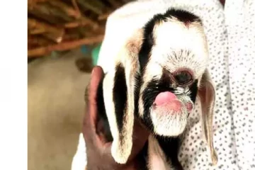 அரியலூர் அருகே ஒற்றை கண்ணுடன் பிறந்த அதிசய ஆட்டுக்குட்டி!