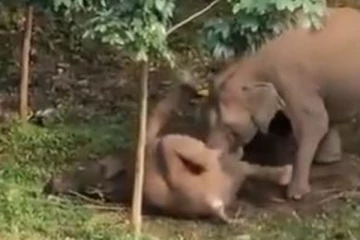 துடித் துடித்து உயிரிழந்து கிடக்கும் குட்டியை கண்ணீருடன் தடவி எழுப்பும் யானை.... இதயத்தை நொருக்கிய காட்சி