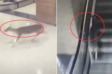 காயத்துடன் மருத்துவரை தேடி ஓடிவந்த மான்: மருத்துவமனையில் நடந்த நெகிழ்ச்சி காட்சி