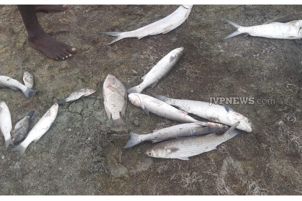 யாழில்  இறந்த நிலையில்  கரை ஒதுங்கிய பெருமளவான மீன்கள் ; மக்கள் அதிர்ச்சி | Many Dead Fish Washed Ashore People Shocked
