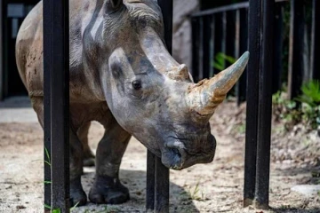 காண்டாமிருக கொம்பின் NFT படம் 7000 டொலருக்கு ஏலம் போன அதிசயம்!