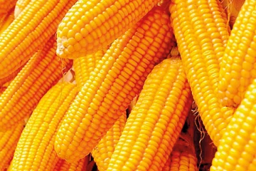 சோள இறக்குமதி தொடர்பில் அமைச்சு வெளியிட்ட அறிவிப்பு