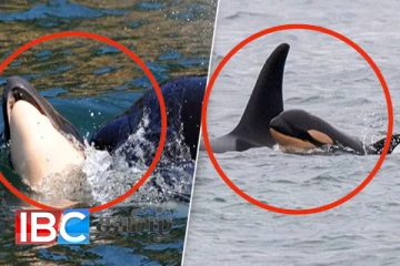 குட்டியின் இறப்பை தாங்க முடியாமல் தாய் திமிங்கலத்தின் நெகிழ்ச்சி செயல்