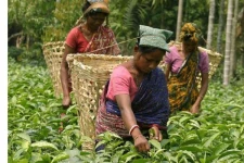 பெருந்தோட்டத் தொழிலாளர்களின் சம்பள உயர்வில் சதி! கணேசலிங்கம் எச்சரிக்கை 15 hours ago