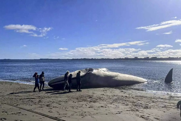 கரையொதுங்கிய பாரிய திமிங்கலம் - சிலி மக்கள் அதிர்ச்சி | Massive Whale Washed Ashore Chileans Shocked