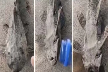 நுரையீரல் மீன் பற்றி தெரியுமா? உயிர்வாழ தண்ணிரே வேண்டாமாம்