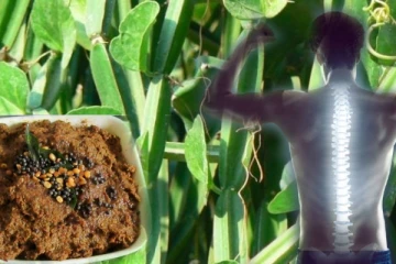 உடல் எலும்புகள் வலிமைபெற சுவையான பிரண்டை துவையல்