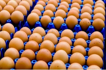 முட்டை விற்பனையில் இன்று முதல் நடைமுறைக்கு வரும் மாற்றம்!