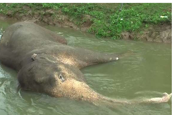 அக்கரைப்பற்று வயல் பிரதேசத்தில் உயிருக்குப் போராடும் யானை! | A Wild Elephant Fell Into The Canal