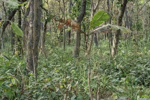 படத்தில் 10 வினாடிக்குள் சிறுத்தையை கண்டுபிடிக்க முடியுமா? | Optical Illusion Spot The Leopard In 10 Sec படத்தில் 10 வினாடிக்குள் சிறுத்தையை கண்டுபிடிக்க முடியுமா? | Optical Illusion Spot The Leopard In 10 Sec