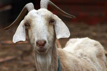 ஆட்டை திருடிவிட்டு ஆட்டோவை விட்டுச்சென்ற திருடன் ; தமிழர் பகுதியில் சம்பவம்