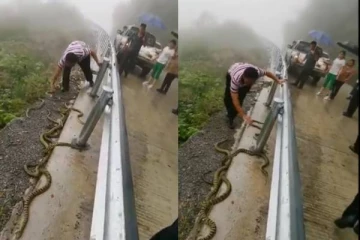 ஆத்தாடி ரோட்டு ஓரத்துல குவியல் குவியலாக மேயும் பாம்புகள்... அசால்டாக தூக்கி எறியும் நபர்.. பகீர் காட்சி!