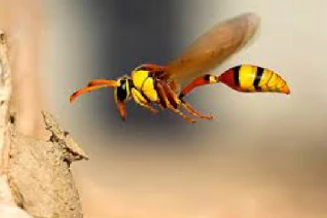 குளவி கொட்டிற்கு இலக்கான பாடசாலை மாணவர்கள்