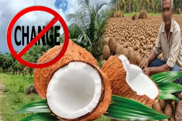 அடுத்த வருடம் வரையில் தேங்காயின் விலையில் மாற்றம் இல்லை