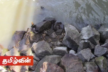 மட்டக்களப்பில் வலையிறவு பாலத்தின் கீழ் கைவிடப்பட்ட நிலையில் கைக்குண்டொன்று மீட்பு