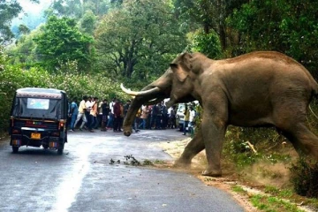 யானை தாக்கி வயோதிபர் பலி! திருகோணமலையில் சம்பவம்