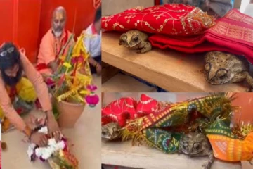 மேள தாளங்களுடன் தவளைகளுக்கு பிரம்மாண்ட திருமணம் - வைரலாகும் வீடியோ!