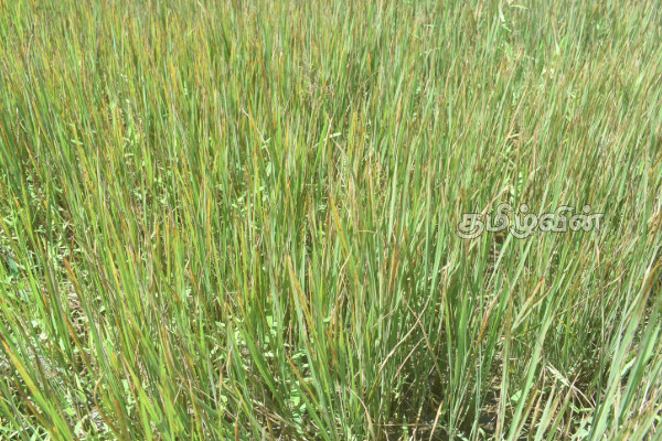 கந்தளாயில் கருகும் நெற்பயிர்கள்: கவலையில் விவசாயிகள் | Rice Crops Are Scorching Farmers Are Worried கந்தளாயில் கருகும் நெற்பயிர்கள்: கவலையில் விவசாயிகள் | Rice Crops Are Scorching Farmers Are Worried