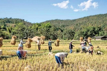 அரிசியின் விலை மேலும் உயரக்கூடும்: அரிசி உற்பத்தியாளர்கள் எச்சரிக்கை!