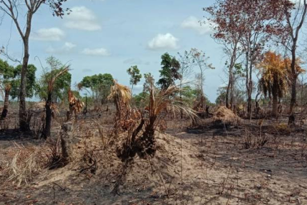 மட்டக்களப்பில் தீயிட்டு அழிக்கப்படும் காட்டு மரங்கள்! | Wild Trees To Be Destroyed By Fire In Batticaloa மட்டக்களப்பில் தீயிட்டு அழிக்கப்படும் காட்டு மரங்கள்! | Wild Trees To Be Destroyed By Fire In Batticaloa