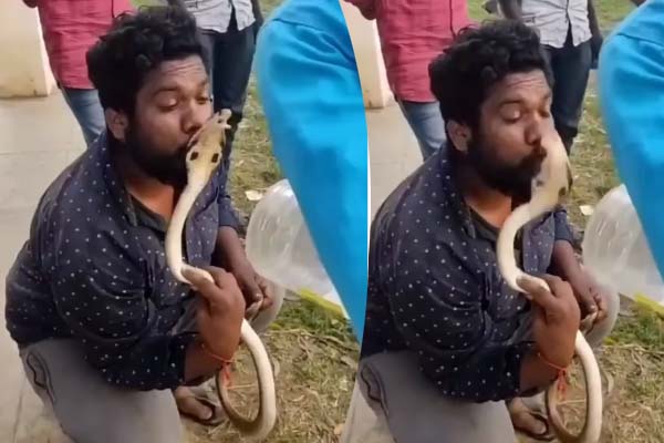 Viral Video: பாம்பிற்கு முத்தம் கொடுத்த நபர்... சட்டென திரும்பி பாம்பு கொடுத்த பதிலடி | Snake Attack Man Face Shocking Video