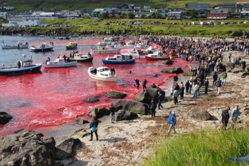 கொன்று குவிக்கப்பட்ட 1,400 உயிர்கள்! இரத்தக்கறையான கடற்கரை.. வைரலாகும் கொடூர சம்பவத்தின் புகைப்படங்கள்
