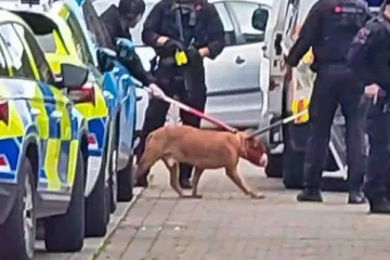 லண்டனில் தாய் மற்றும் பிள்ளையை கடித்து குதறிய நாய்