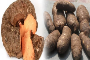 மாதவிடாய் வயிற்று வலியால் சிரமப்படுறிங்களா? வலியை குறைக்கும் கருணைக்கிழங்கு