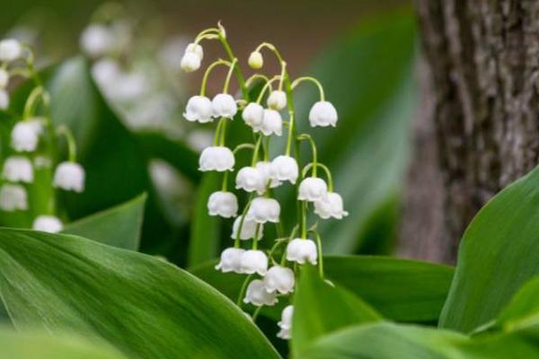 இலங்கையில் பரவிவரும் ஆபத்தான வெளிநாட்டு தாவரம்! | A Dangerous Foreign Plant Spreading In Sri Lanka