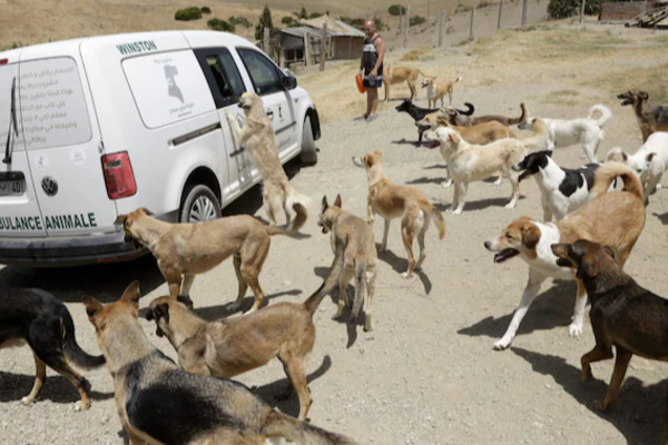 உலக கிண்ணத்திற்காக லட்சக்கணக்கான நாய்களை கொல்லும் நாடு | Morocco Massacred Dogs Ahead Of 2030 Fifa Worldcup