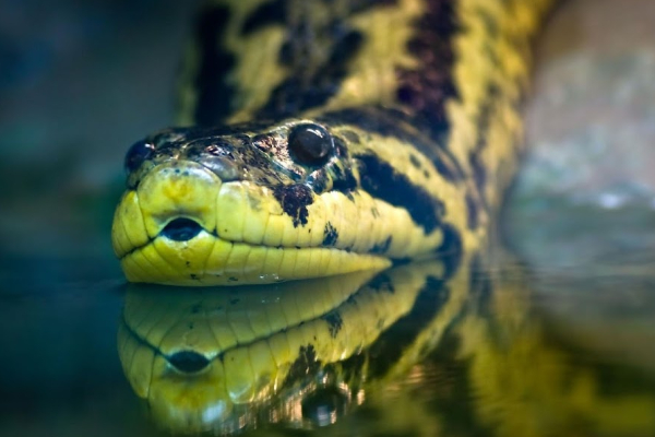சிக்கியது காணாமல் போன அனகோண்டா குட்டி | Missing Yellow Anaconda Hatchling Found At Zoo