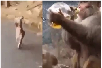 நாங்களும் குடிப்போம்ல - போதையில் குரங்கு செய்த அட்டூழியம்