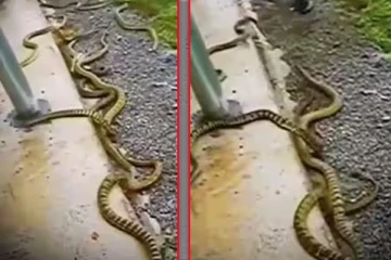 Viral Video! அடுத்தடுத்து பாதையை நோக்கி நகரும் பாம்புகள்: இடையில் வந்த நபரின் செயலை கண்டு அதிர்ச்சியடையும் இணையவாசிகள்!