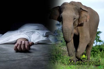 அம்பாறையில் காட்டு யானை தாக்கி ஒருவர் பலி