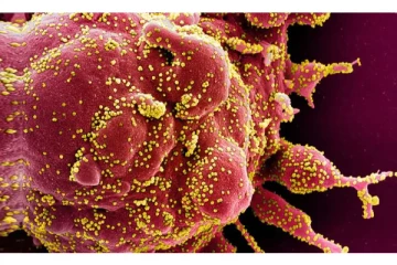 இந்தியாவில் புதிய வகை கொரோனா தொற்று கண்டுபிடிப்பு - மக்கள் அதிர்ச்சி