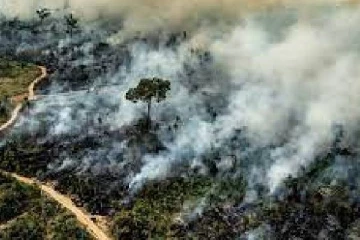 பிரேசிலின் அமேசான் காடுகள் அழிந்து வரும் அவலம்
