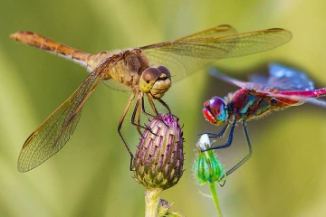 சுவாசத்தின் மூலம் புற்றுநோயை கண்டறியும் தட்டான் பூச்சி