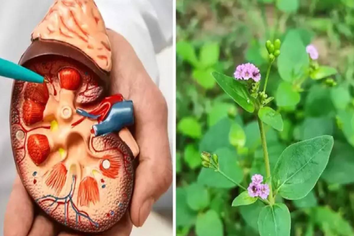 பலரும் கண்டுக்கொள்ளாத மூக்கிரட்டை கீரையில் இவ்வளவு நன்மைகளா? | Punarnava Benefits In Tamil