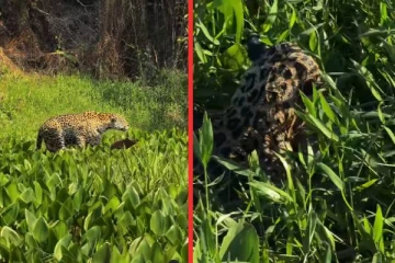 பிரம்மாண்டமான முதலையை அசால்ட்டாக வேட்டையாடிய சிறுத்தை... மெய்சிலிர்க்கும் காட்சி