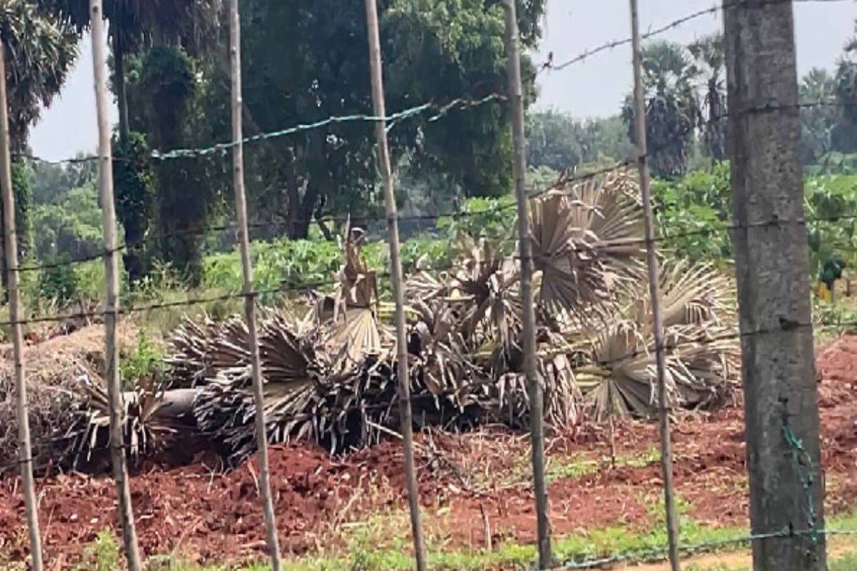 யாழ். மயிலிட்டி மக்களின் காணிகள் விரைவில் விடுவிக்கப்படும் : அமைச்சர் உறுதி | Jaffna Myliddy People Lands Will Be Released Soon