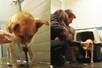 இந்தியா சென்ற கனேடிய தம்பதியைக் கவர்ந்த தெருநாய்: ஒரு வைரல் செய்தி