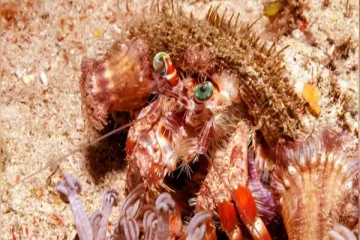 உணவு மற்றும் தண்ணீர் இல்லாமல் பல நாட்கள் வாழக்கூடிய 5 விலங்குகள்